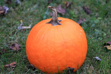 Pumpkin on grass