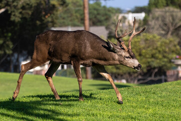 Wall Mural - Male Mule Deer in a meadow