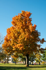 Wall Mural - autumn in the park