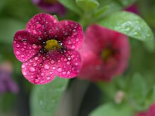 Closeup Pink Petunia Flower Plants In Garden With Water Drops And Green Blurred Background ,soft Focus ,macro Image ,sweet Color For Card Design