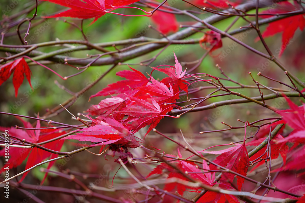 Beautiful red acer leaves on branches in fall. Acer is a commonly know ...