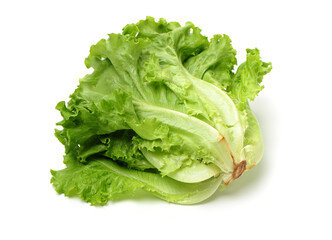 fresh lettuce isolated on white