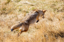 Coyote Hunting And Jumping For Food In Wilderness. 