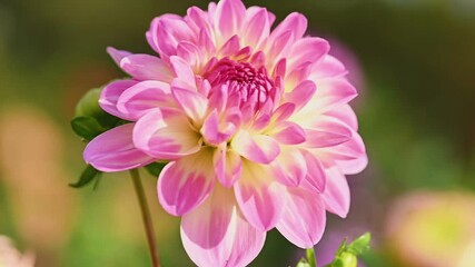 Fotomurales - Pink dahlia flower close up