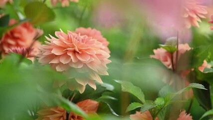 Fotomurales - Salmon pink dahlia flower closeup