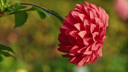 Fotomurales - Red dahlia flower close up