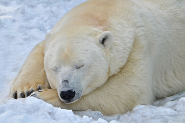 Wall Mural - polar bear cub