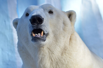 Wall Mural - polar bear portrait