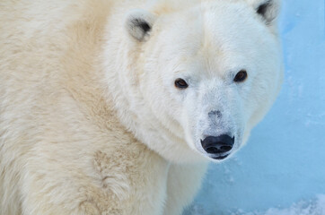 Wall Mural - polar bear cub