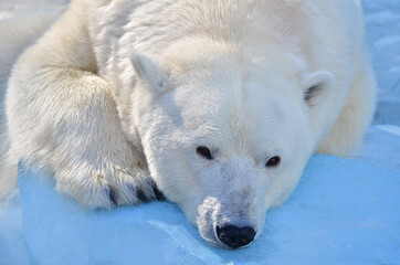 Wall Mural - polar bear sleeping