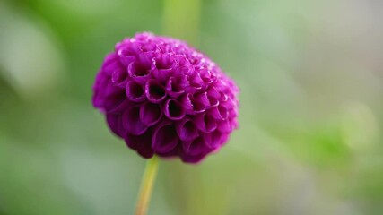 Fotomurales - Purple dahlia flower close up
