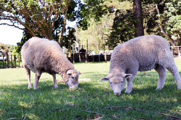 Two sheep