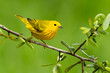 Yellow Warbler, Setophaga aestiva