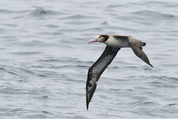 Wall Mural - Short-tailed Albatross, Phoebastria albatrus