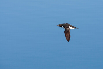 Wall Mural - Thick-billed Murre, Uria lomvia