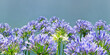 Purple-blue flowers of Agapanthus ( lily of the Nile, African lily  ),  genus of herbaceous perennials that bloom in summer. Horizontal seamless floral border, space for text