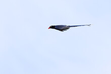 Taiwan Blue Magpie, Urocissa Caerulea