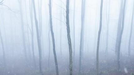 Poster - Dreamy snow falling in foggy woods landscape.