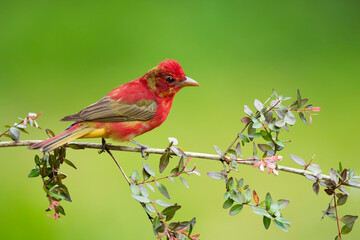 Wall Mural - Summer Tanager, Piranga rubra