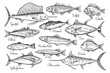 Fish sketch style illustration. Hand drawn vector illustration. Seafood.