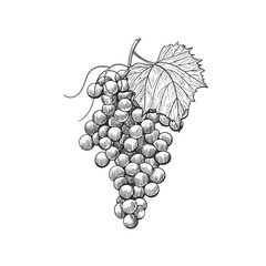 Wall Mural - Vintage grape bunches with leaves, illustration of sketch wine grape. 