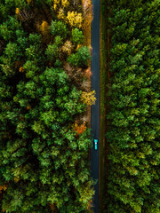 Poster - Car Drive in Forest. Colorful Trees Foliage in Autumn. Aerial Drone Top Down View