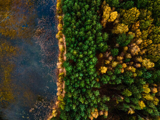 Wall Mural - COlorful Autumnal Forest at The Lake Edge. Top Down Drone View