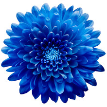 Blue Flower  Chrysanthemum On A White  Isolated Background With Clipping Path. Closeup. For Design. Nature.