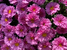 Purple Mums In Full Bloom