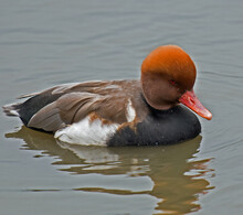 Red Crested Pochard Duck In The Water