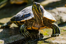 Freshwater Red-eared Turtle Or Yellow-bellied Turtle. An Amphibious Animal With A Hard Protective Shell Swims In A Pond And Basks On Land In Sunlight Among Rocks