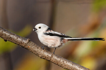 Wall Mural - Long-tailed tit aegithalos caudatus sitting on branch of tree with piece of glass in beak. Cute little fluffy bird in wildlife.