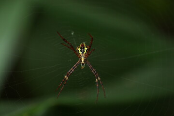 spider on a web