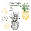 Vector detailed line art pineapple tropical fruit hand drawn retro illustration set. Vintage linear ink engraved doodle sketches. Isolated on white, ripe and sliced with leaves.