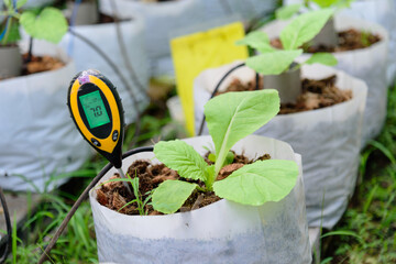 Check pH value in Planting bag of Chinese cabbage 