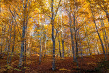 Fototapeta Las - Beautiful , colorful deciduous forest at late autumn in the Carpathian mountains, Romania.