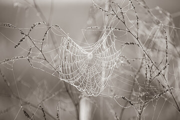 Dewey Spiderweb