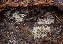 Ants In The Nest Carry Eggs. Red Carpenter Ants Tending Pupae And Larvae. Ant Larvaes.
