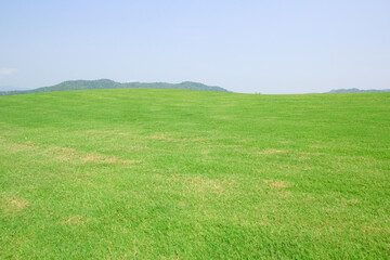 Wall Mural - field of grass