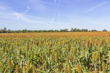 Large Sorghum field located just east of Demopolis, Alabama and before Union Town, Alabama off of highway 80.