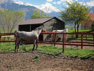 horses on a farm