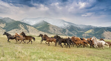 Wild Horse Stampede,Montana