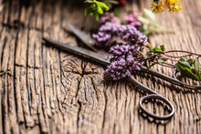 Medicinal Herbs And Flowers On Vintage Wood With Scissors