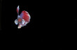 Beautiful Half Moon Betta fish, at Black background

