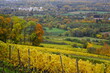 Weinreben mit Rebstock im Herbst in Wiesbaden Frauenstein mit Blick auf den Rheingau