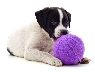 Canvas Print - Puppy and purple ball.