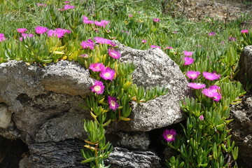 Wall Mural - Mittagsblumen