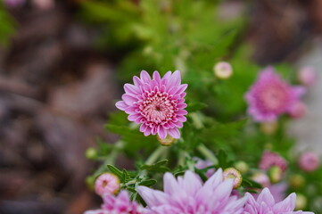 Chrysanthemum flower blossom in a garden