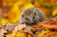 Hedgehog (Scientific Name: Erinaceus Europaeus)  Wild, Native, European Hedgehog Foraging On A Fallen Log In Autumn With Colourful Leaves.  Horizontal.  Space For Copy