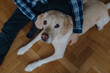Süßer Hundeblick - Labrador Retriever Portrait von oben indoor